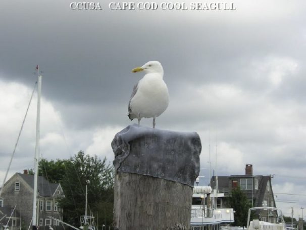 Martha’s Vineyard