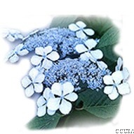 https://www.capecodusarealestate.com/wp-content/uploads/2013/06/hydrangea.jpg