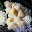 scallops