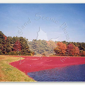 cranberry bogs