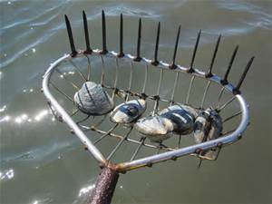 clamming