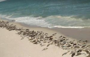 Arial-footage-shows-massive-horde-of-seals-on-Cape-Cod-beach