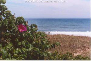 NAuset Beach