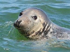 seal