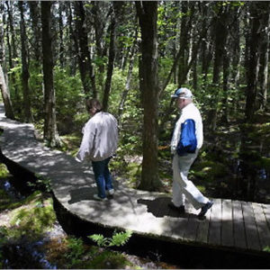 22 – White Cedar Swamp 22 -  White Cedar Swamps