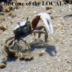 A Crab on the Sand