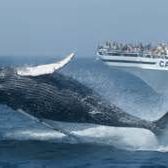 whale watching a favorite pastime