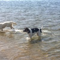 Top Dog Friendly Beaches in Massachusetts