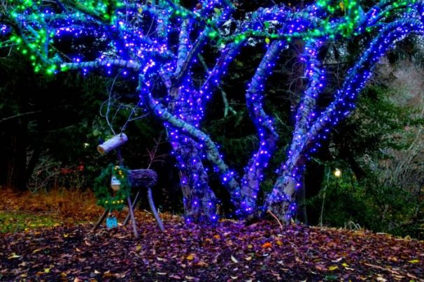 Christmas Stroll on Cape Cod