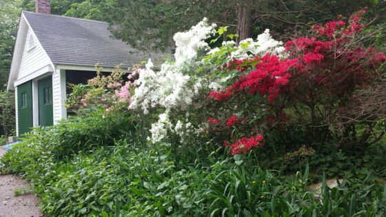 20180601_093819_Azaleas and garage resized (2)